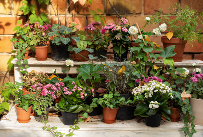 Какие цветы нельзя держать дома: 5 опасных растений