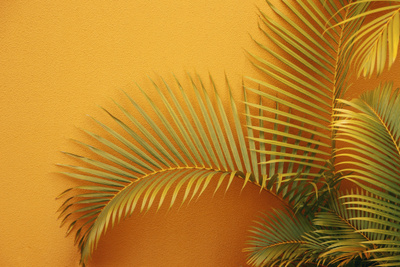 Комнатный рай: пальмы и уход за&nbsp;ними