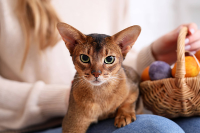 Учёные назвали самые умные породы кошек