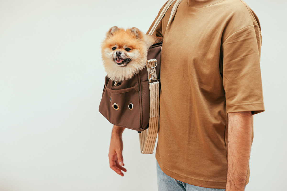 Как сшить сумку-переноску для собак своими руками (выкройки, фото)