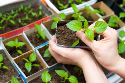 7 важных правил выращивания рассады