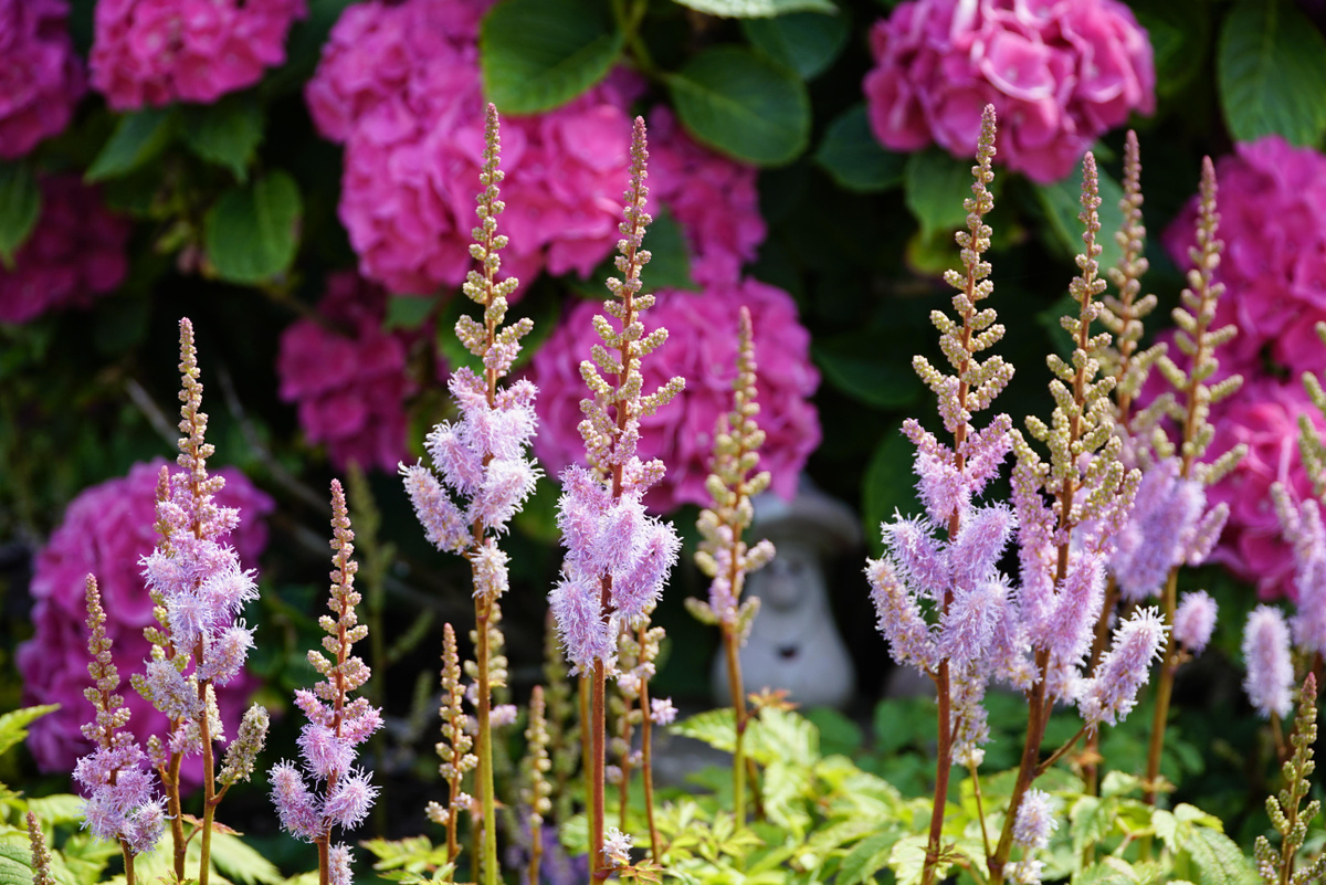 Самые неприхотливые цветы для дачи: список однолетних и многолетних растений— Ozon Клуб