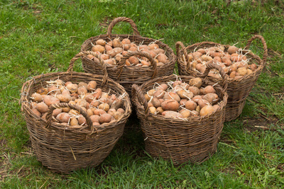 Посадка картошки: правила хорошего урожая