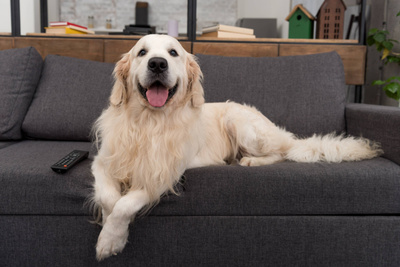 Блогер поделился, как он убирает собачью шерсть с&nbsp;дивана
