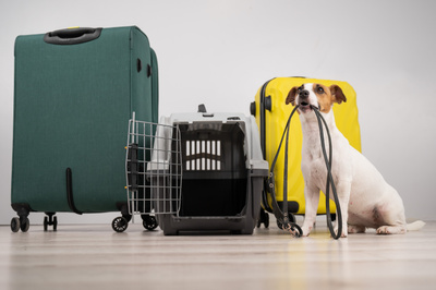 Готовим собаку к&nbsp;полёту в&nbsp;грузовом отсеке: советы ветеринара