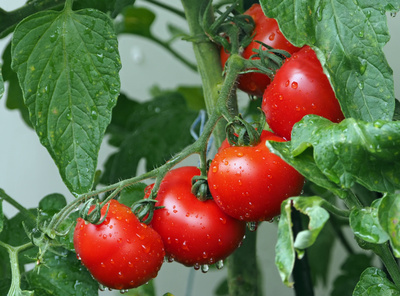 7 простых шагов, как посадить помидоры