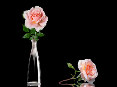 Как прорастить черенки роз: 5 советов цветовода