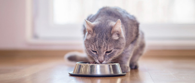 Питание котят и взрослых кошек