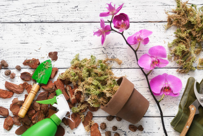 Как срезать листья у&nbsp;орхидеи: 5 простых советов