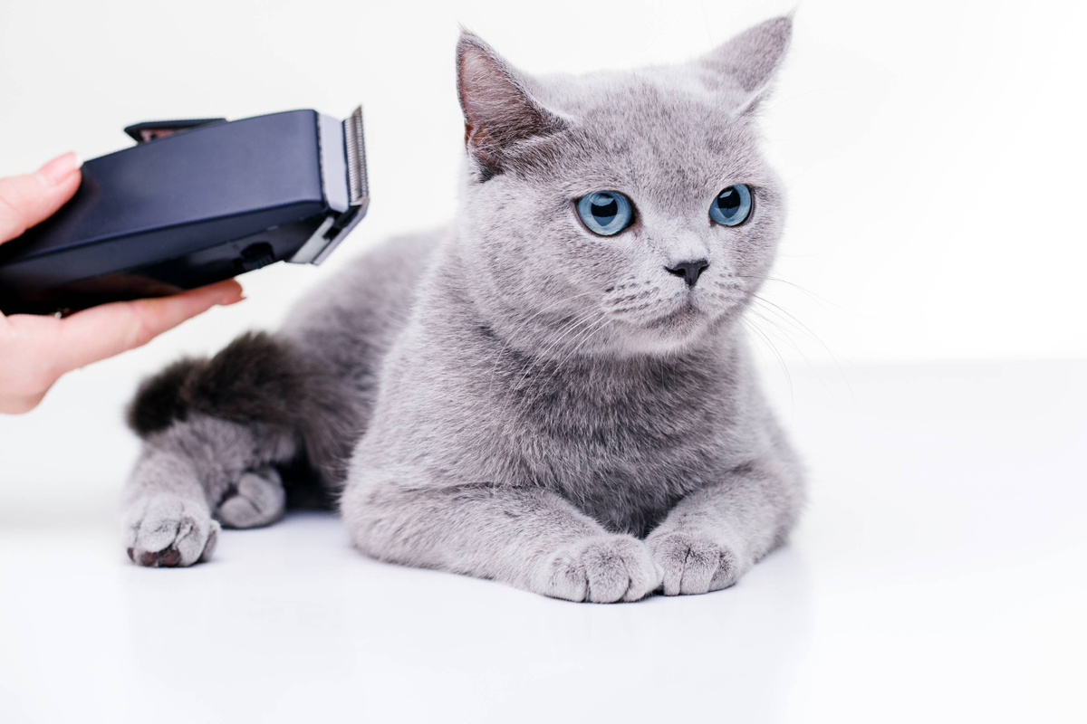 Рейтинг триммеров и машинок для стрижки кошек — Ozon Клуб