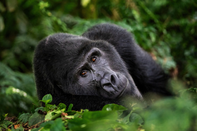 «Самая грустная в&nbsp;мире горилла» живёт в&nbsp;торговом центре уже 33 года