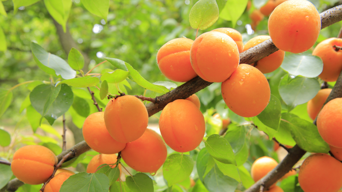 Как вырастить абрикос: 6 советов начинающему садоводу — Ozon Клуб