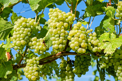 Как правильно обрезать виноград летом и осенью