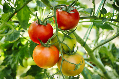 Как ухаживать за&nbsp;помидорами: 5 базовых правил