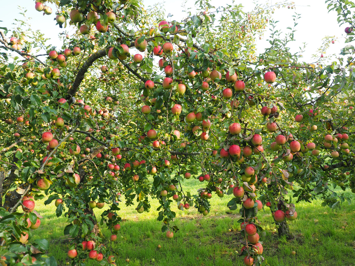 Как пересадить яблони: 5 секретов садоводов — Ozon Клуб