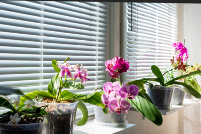 Как стимулировать цветение орхидеи: 5 хитростей