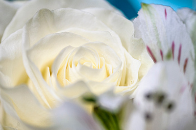 Как на&nbsp;одну клумбу высаживать розы и лилии: 5 правил