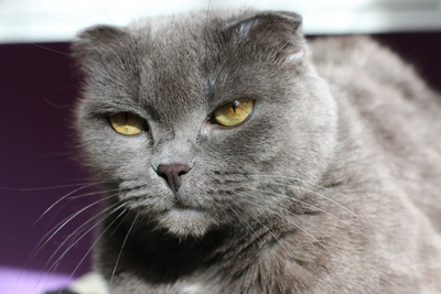 Зоозащитники предлагают запретить шотландскую вислоухую породу кошек