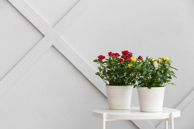 Как посадить розы дома: 5 важных правил