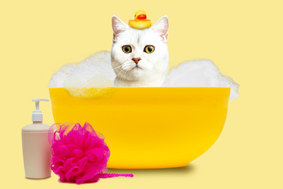 Как помыть кошку и не навредить ей?