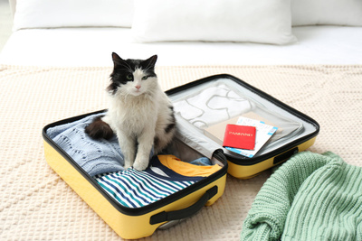 В&nbsp;аэропорту спасли кошку, запертую в&nbsp;чемодане