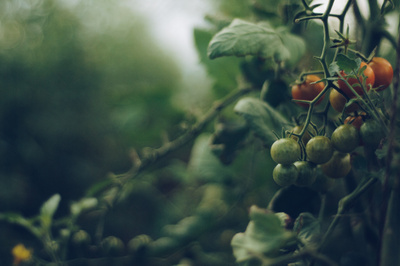 Как правильно сажать помидоры: 7 главных правил
