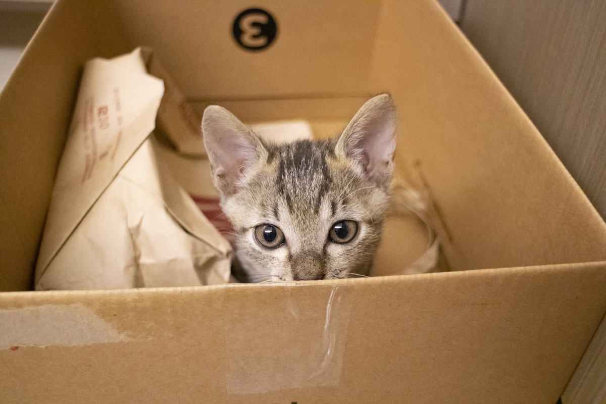 Пять причин, почему кошки так сильно любят коробки — Ozon Клуб