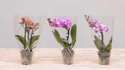 Как обрезать орхидею после&nbsp;цветения: 5 правил