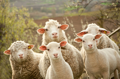 Конкурс на&nbsp;1 млн долларов: Peta ищут альтернативу овечьей шерсти