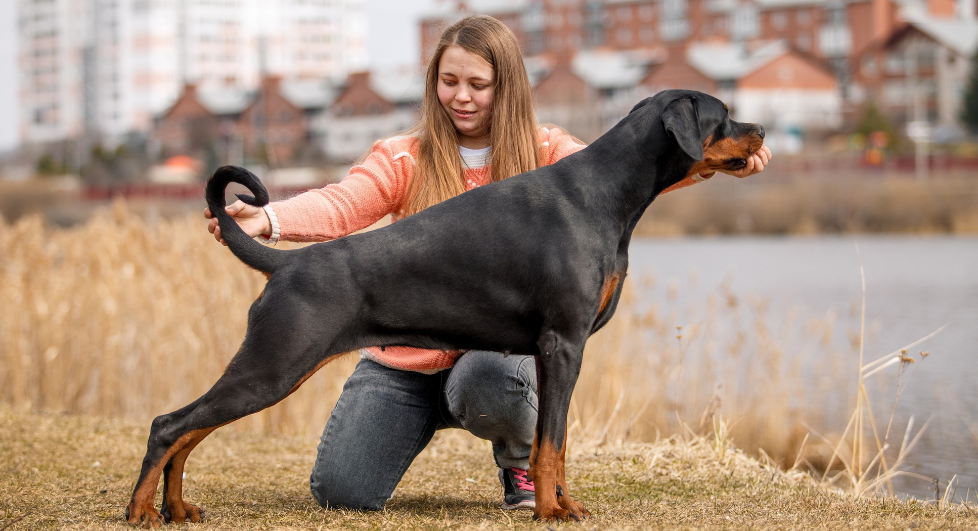 Доберман пинчер (Doberman Pinscher)