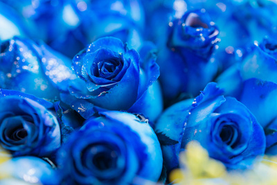 Как вырастить голубую розу: 7 способов