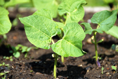5 простых шагов, как посадить фасоль