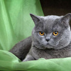 Шотландская кошка белая прямоухая