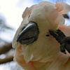 Cockatoo Peekaboo