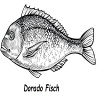 DORADO FISCH