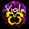 VIOLA