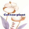 Cotton-plant