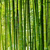 BambooWood