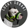 LuckySobaki_workshop