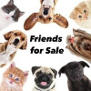 Friends for Sale