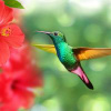 Colibri