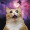 MeowPlanet