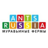 AntsRussia