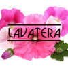 Lavatera