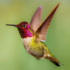 Red colibri
