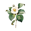 Camellia Sinensis