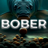 BOBER