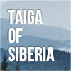 Taiga of Siberia