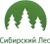 Сосна Сибирская Новогодняя